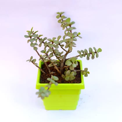 Buy Jade in 6 Inch Green Premium Orchid Square Plastic Pot Online | Urvann.com