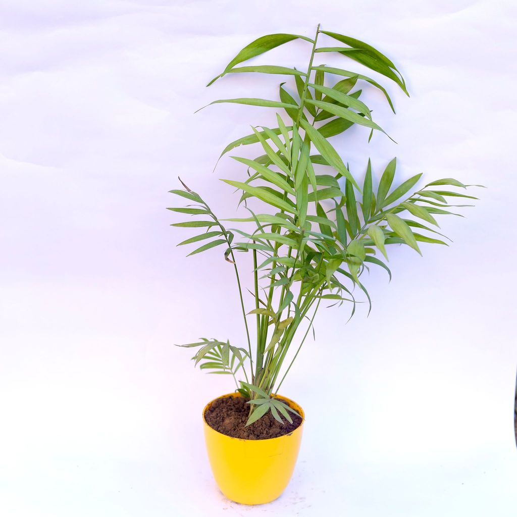 Chameadorea Palm in 4 Inch Yellow Premium Orchid Round Plastic Pot