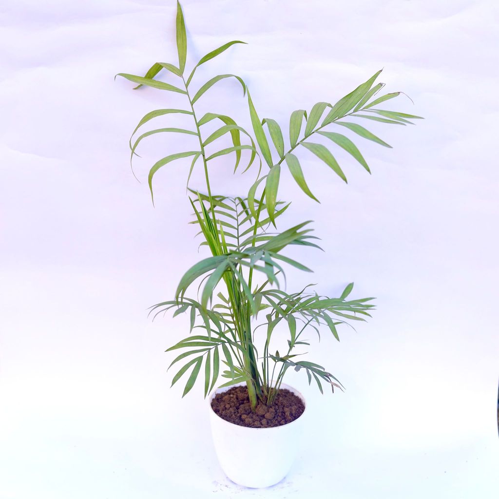 Chameadorea Palm in 4 Inch White Premium Orchid Round Plastic Pot