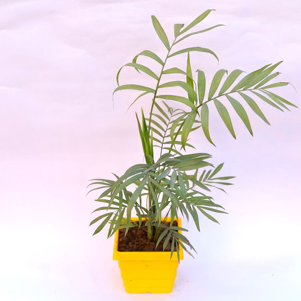 Buy Chameadorea Palm in 6 Inch Yellow Premium Orchid Square Plastic Pot Online | Urvann.com Chameadorea Palm in 4 Inch Yellow Premium Orchid Square Plastic Pot