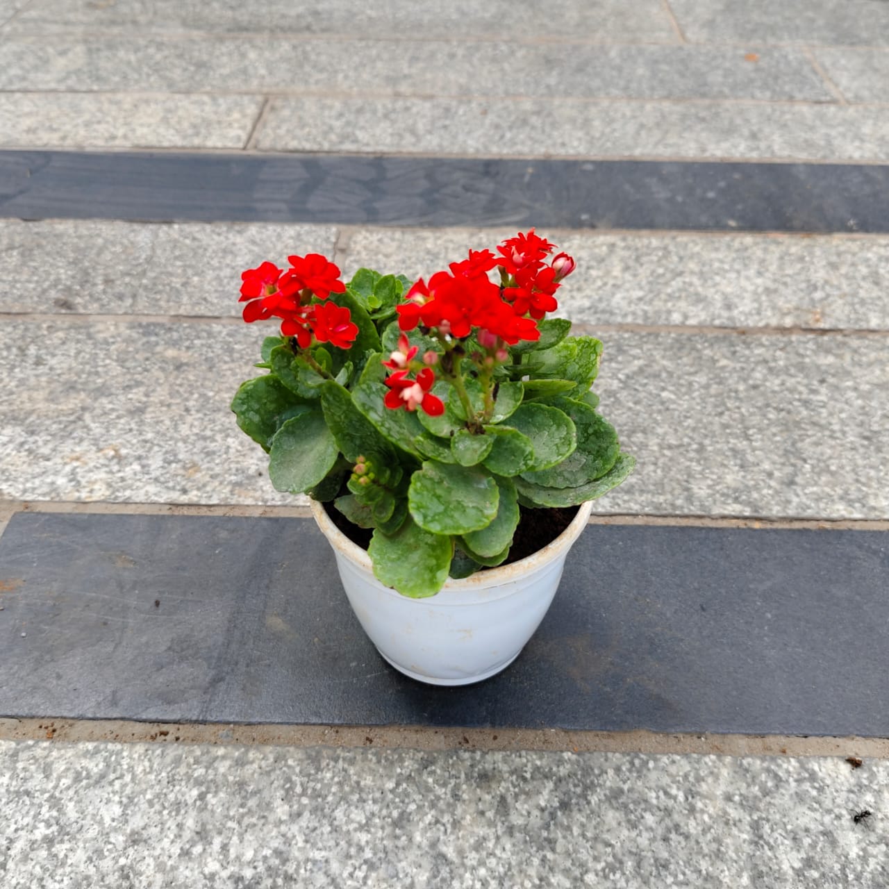 Kalanchoe Succulent Pink in 3 Inch Nursery Pot
