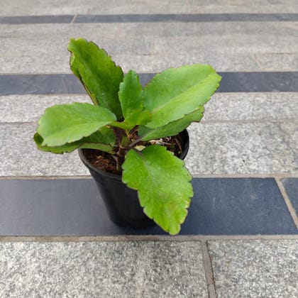 Kalanchoe Pinnata Succulent in 4 Inch Nursery Pot