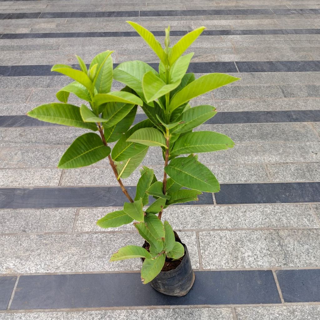 Amrood / Guava (~ 1.5 Ft) in 4 Inch Nursery Bag Amrood / Guava (~ 1.5 Ft) in 4 Inch Nursery Bag