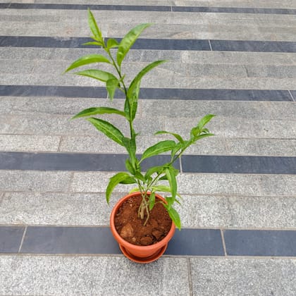 Raat Ki Rani / Night Blooming Jasmine in 7 Inch Classy Red Plastic Pot with Tray