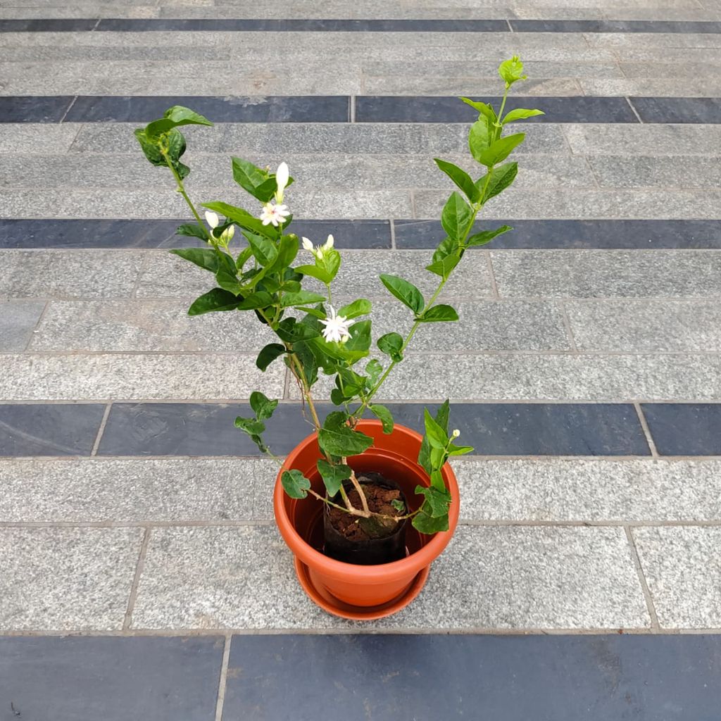 Mogra / Malga in 7 Inch Classy Red Plastic Pot with Tray