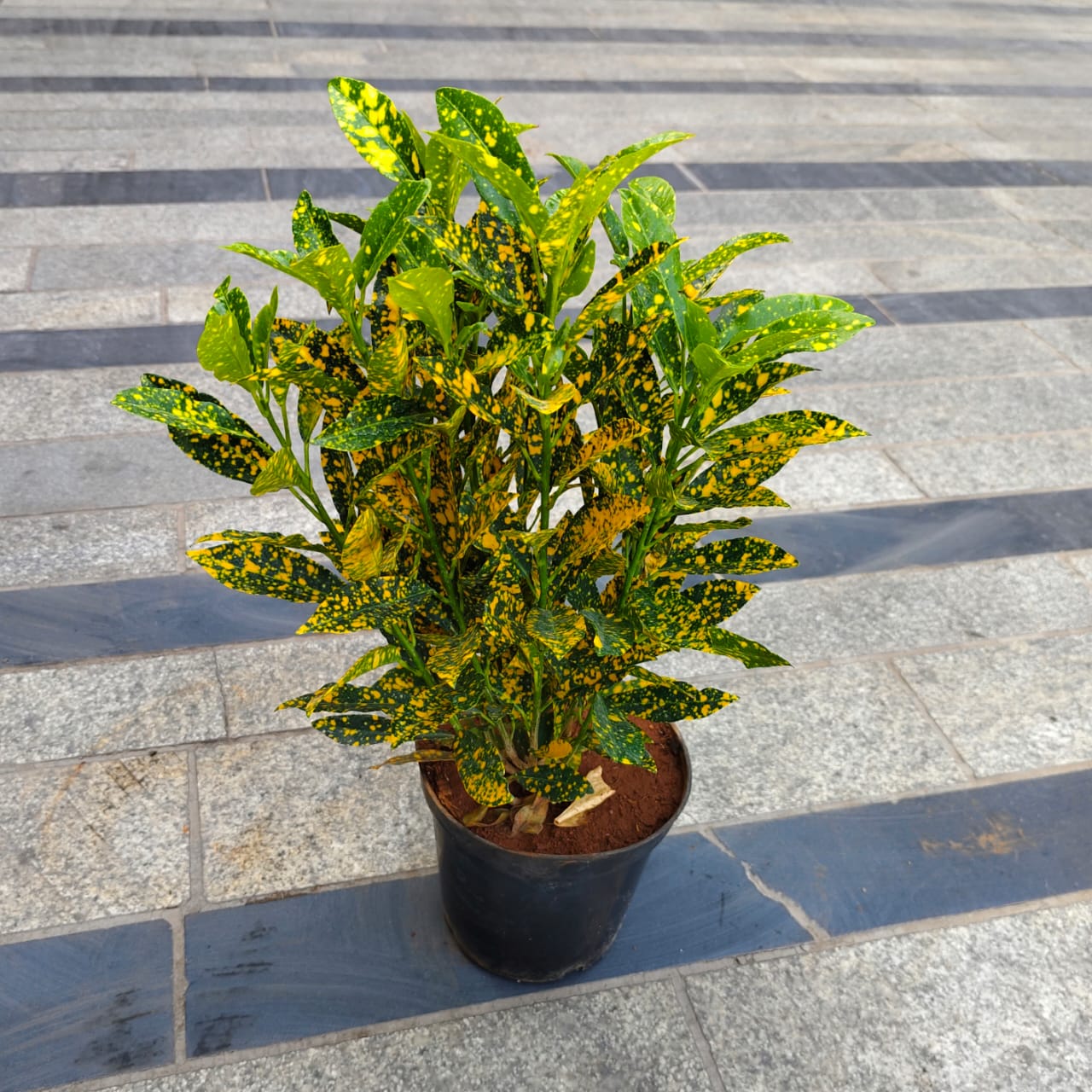 Baby Croton Gold Star in Inch Nursery Pot