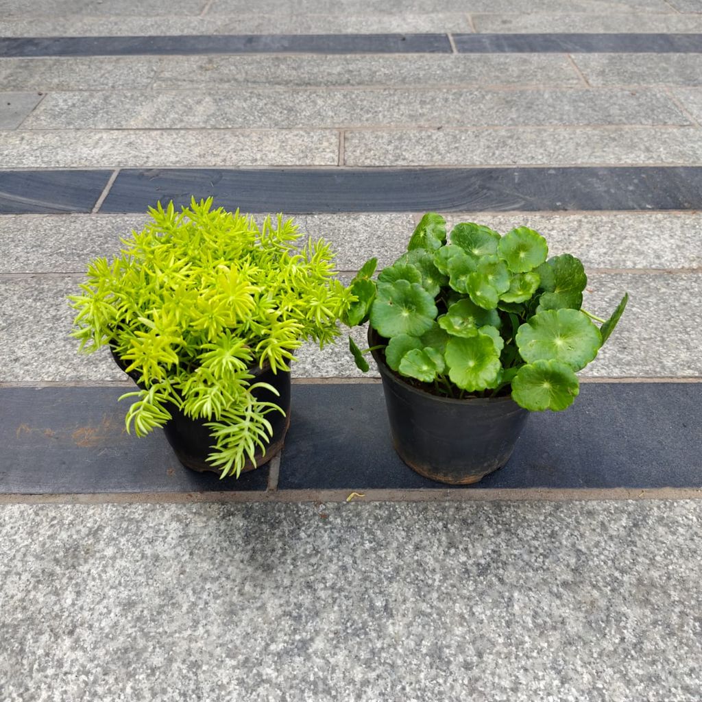 Set of 2 - Sedum Yellow & Brahmi Dollar / Pennywort in 4 Inch Nursery Pot Set of 2 - Sedum Yellow & Brahmi Dollar / Pennywort in 4 Inch Nursery Pot