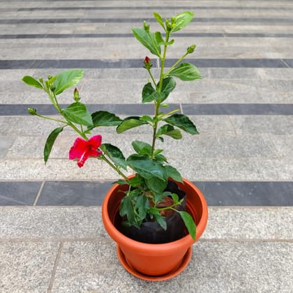 Hibiscus China Pink in 7 Inch Classy Red Plastic Pot with Tray