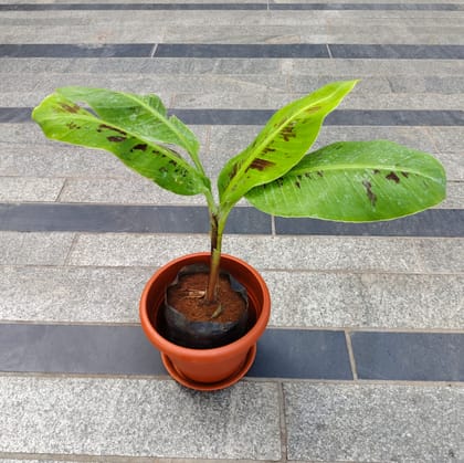 Banana in 7 Inch Classy Red Plastic Pot with Tray