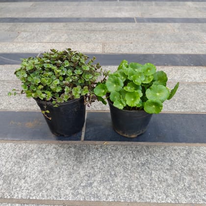 Set of 2 - Brahmi Dollar / Pennywort & Black Vine in 4 Inch Nursery Pot