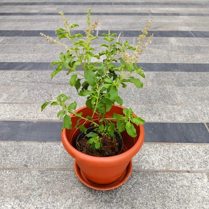 Rama Tulsi in 7 Inch Classy Red Plastic Pot with Tray