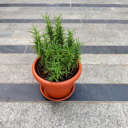 Rosemary Bushy in 7 Inch Classy Red Plastic Pot with Tray