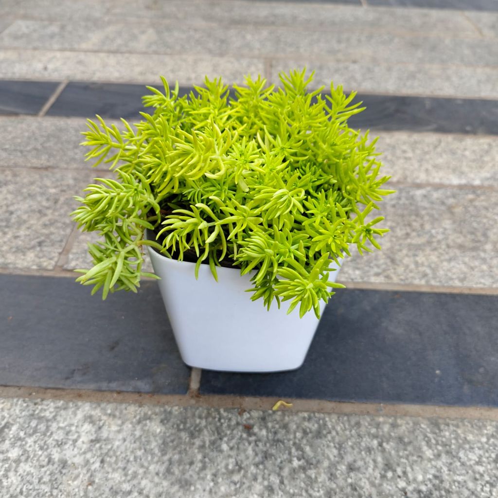 Sedum Yellow in 4 Inch White Premium Square Plastic Pot Sedum Yellow in 4 Inch White Premium Square Plastic Pot