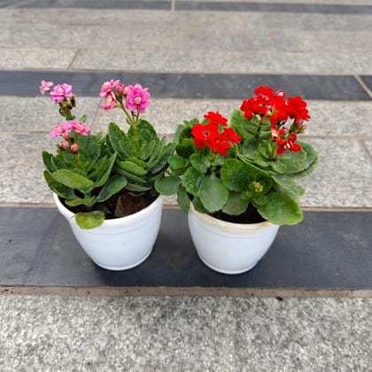 Set of 2 - Kalanchoe Succulent (Red & Pink) in 3 Inch Nursery Pot