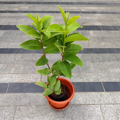 Amrood / Guava (~ 1.5 Ft) in 7 Inch Classy Red Plastic Pot with Tray