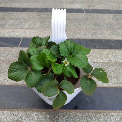 Strawberry in 7 Inch Single Hook Hanging Planter