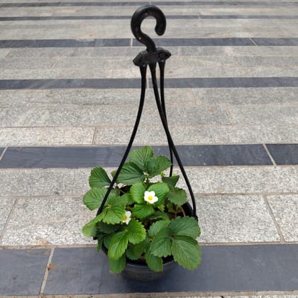 Strawberry in 5 Inch Black Hanging Plastic Pot