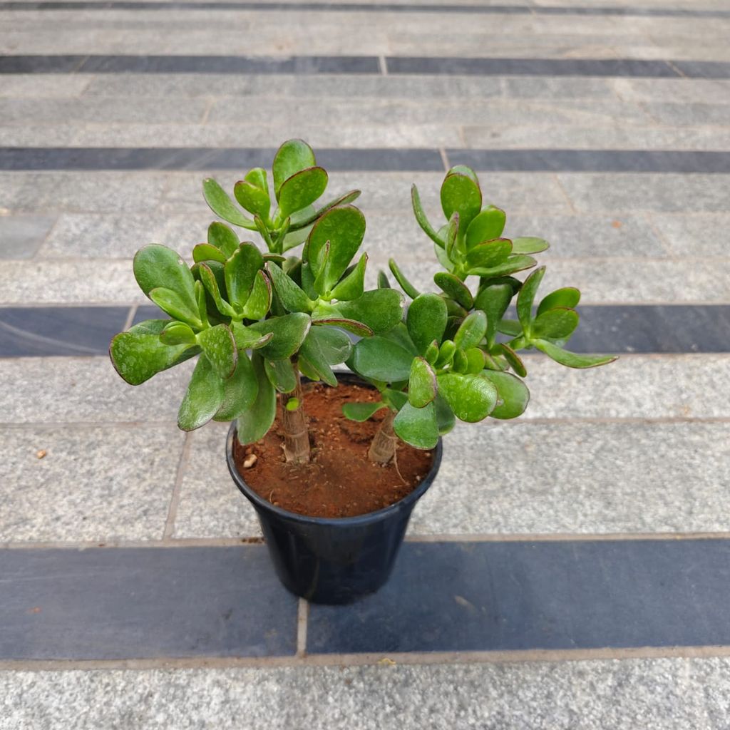 Crassula Bonsai in 5 Inch Nursery Pot Crassula Bonsai in 5 Inch Nursery Pot