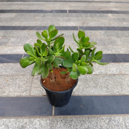Crassula Bonsai in 5 Inch Nursery Pot