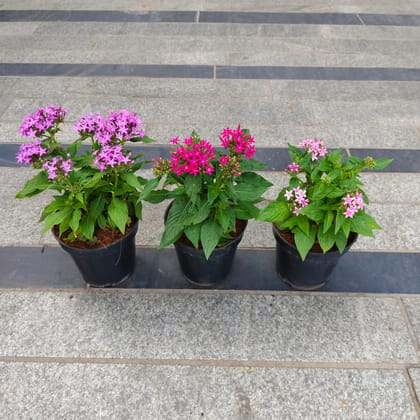 Set of 3 - Pentas (any colour) in 5 Inch Nursery Pot