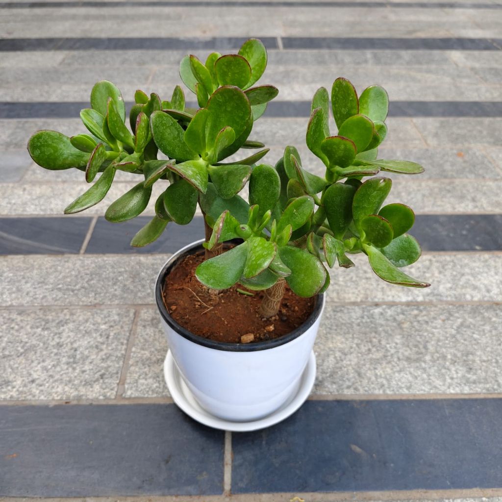 Crassula Bonsai in 5 Inch White Premium Sphere Plastic Pot with Tray