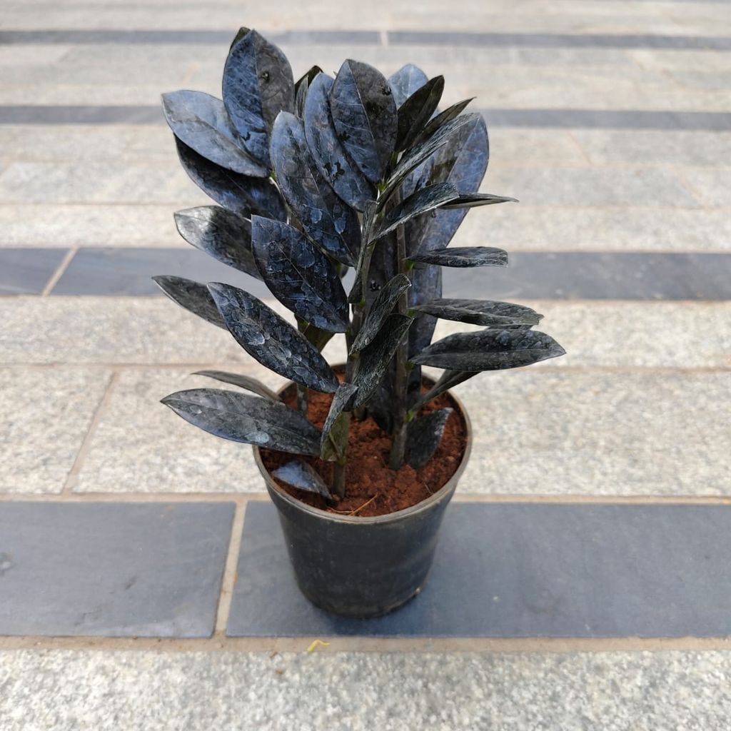 Zz Black in 4 Inch Nursery Pot- Best Exotic Indoor Plant Zz Black in 4 Inch Nursery Pot- Best Exotic Indoor Plant
