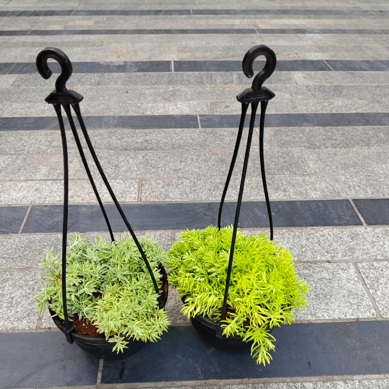 Set of 2 - Sedum Succulent (White & Green) in 5 Inch Black Hanging Plastic Pot