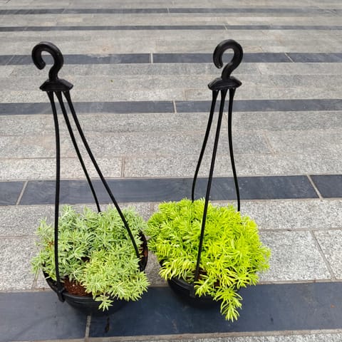 Set of 2 - Sedum Succulent (White & Green) in 5 Inch Black Hanging Plastic Pot