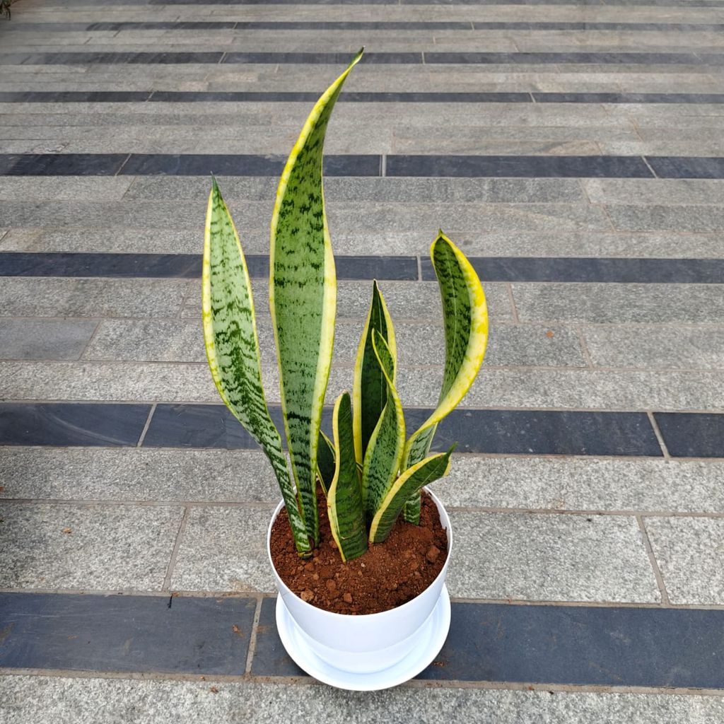Snake Golden Long (~ 1 Ft) in 7 Inch White Premium Sphere Plastic Pot with Tray Snake Golden Long (~ 1 Ft) in 7 Inch White Premium Sphere Plastic Pot with Tray