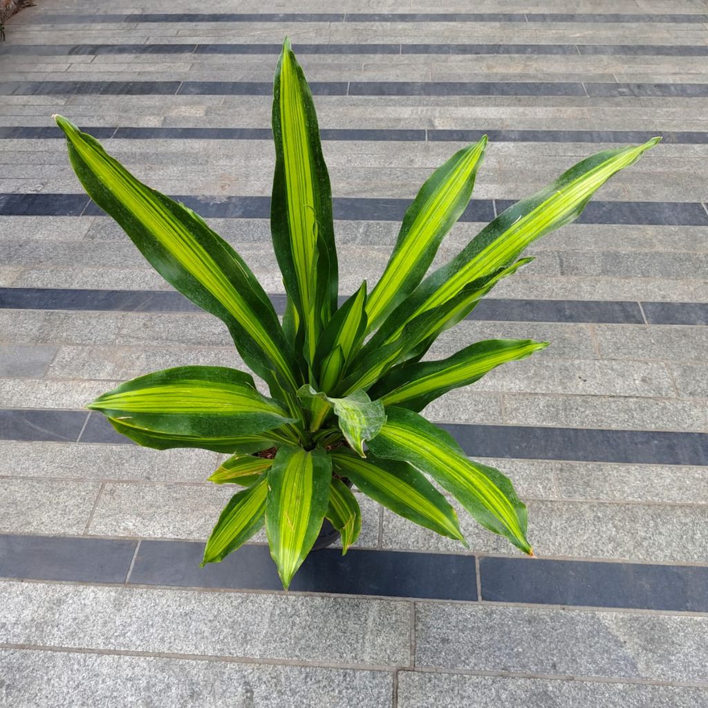 Dracaena Victoria in 8 Inch Nursery Pot Dracaena Victoria in 8 Inch Nursery Pot