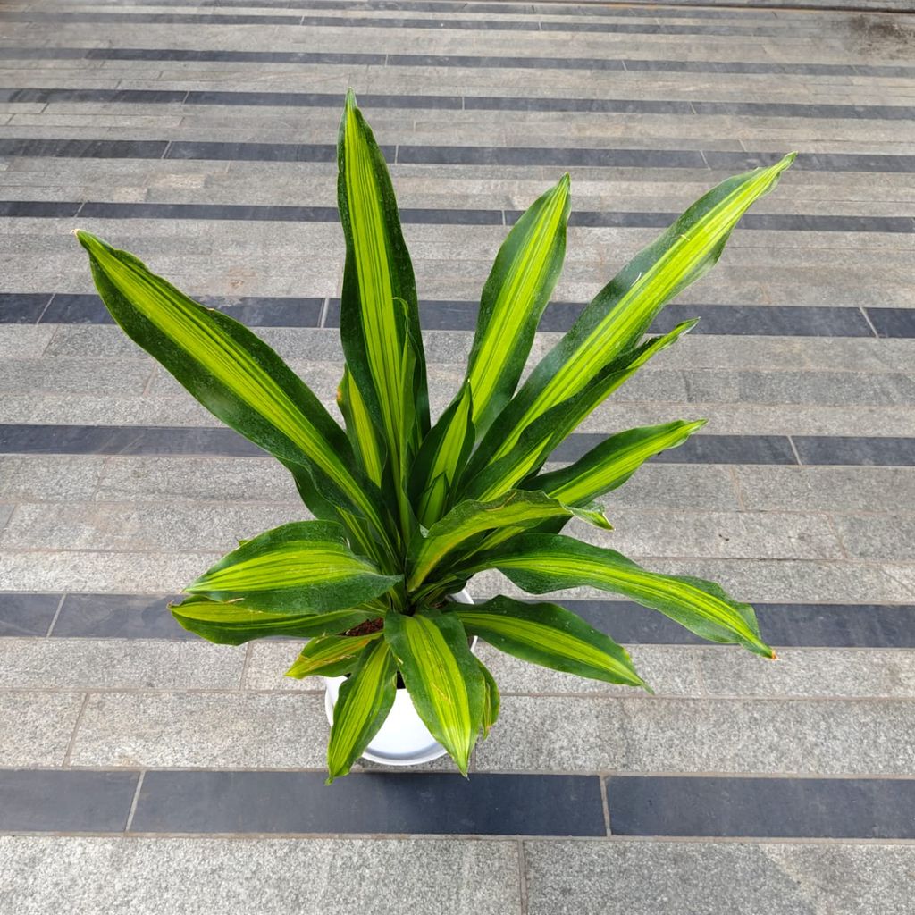Dracaena Victoria in 10 Inch White Premium Sphere Plastic Pot with Tray Dracaena Victoria in 10 Inch White Premium Sphere Plastic Pot with Tray