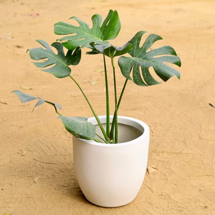 Buy Monstera Deliciosa in 12 Inch Classy White Cup Fiberglass Pot Online | Urvann.com