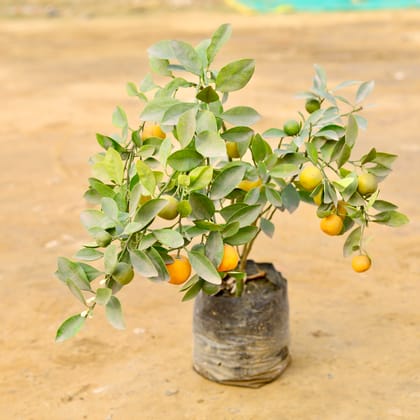 Buy China Orange in 8 Inch Nursery Bag Online | Urvann.com