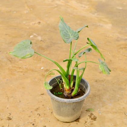 Buy Alocasia Green in 8 Inch Nursery Pot Online | Urvann.com