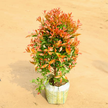 Buy Syzygium in 10 Inch Nursery Bag Online | Urvann.com