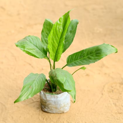 Buy Peace Lily  in 4 Inch Nursery Bag Online | Urvann.com