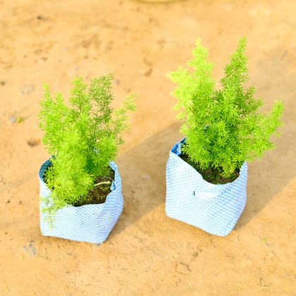 Buy Set of 2 - Asparagus Mary in 4 Inch Nursery Bag Online | Urvann.com