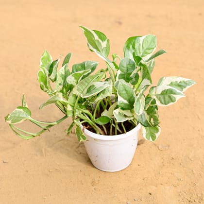 Buy Money Plant Marble in 4 Inch Nursery Pot Online | Urvann.com