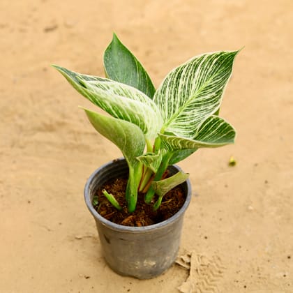 Buy Philodendron Birkin in 4 Inch Nursery Pot Online | Urvann.com