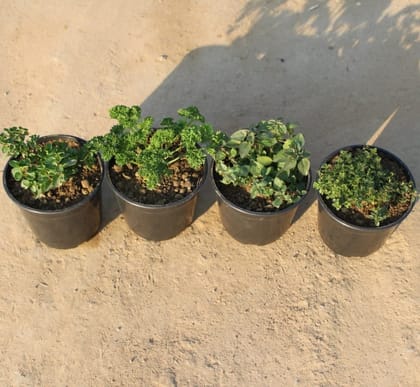 Set of 4 - Thyme, Oregano,Parsley & Mint/ Pudina in 5 inch Nursery Pot