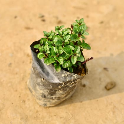 Buy Mint / Pudina Plant in 4 Inch Nursery Bag Online | Urvann.com