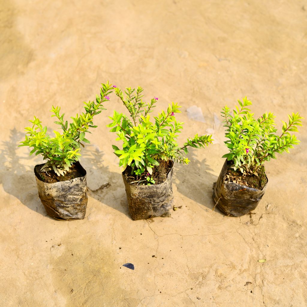 set of 3 - Cuphea (any colour) in 4 Inch Nursery Bag