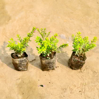 set of 3 - Cuphea (any colour) in 4 Inch Nursery Bag
