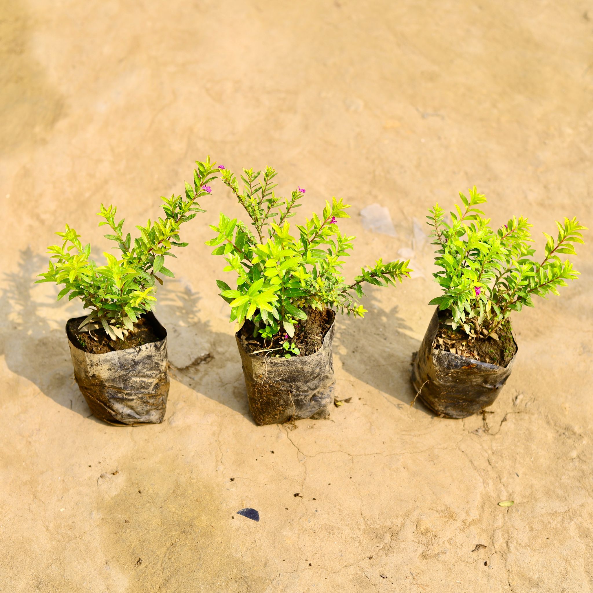 set of 3 - Cuphea (any colour) in 4 Inch Nursery Bag