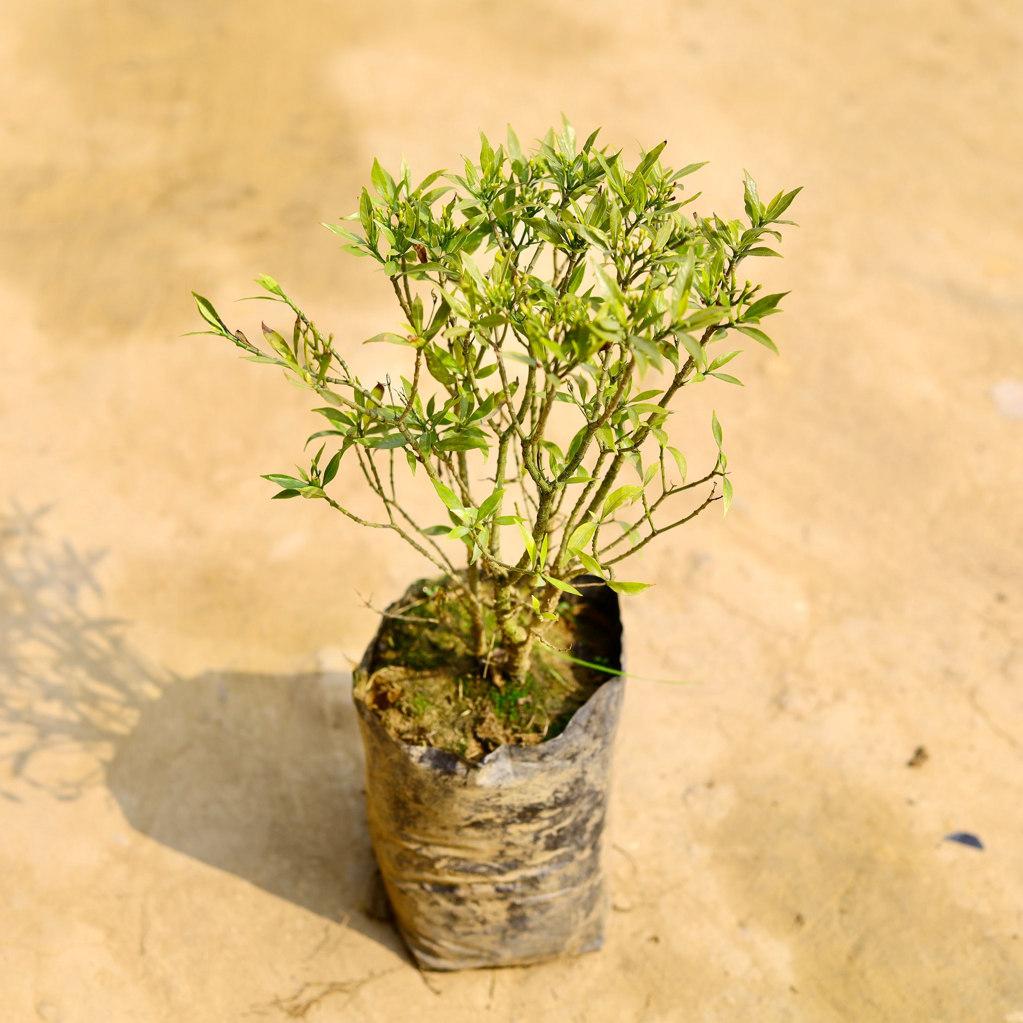 Chandni White in 4 Inch Nursery Bag