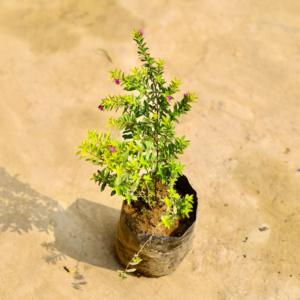 Cuphea / False Heather (Any Colour) in 6 Inch Nursery Bag
