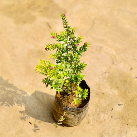Cuphea / False Heather (Any Colour) in 6 Inch Nursery Bag