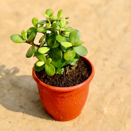 Buy English Jade in 4 Inch Red Nursery Pot Online | Urvann.com