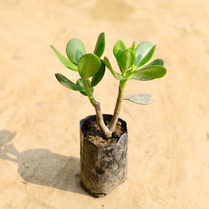 Buy Crassula Ovata Succulent in 4 Inch Nursery Bag Online | Urvann.com