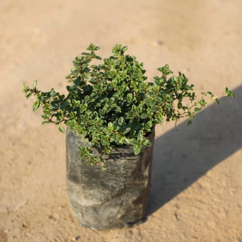 Thyme in 4 Inch Nursery Bag